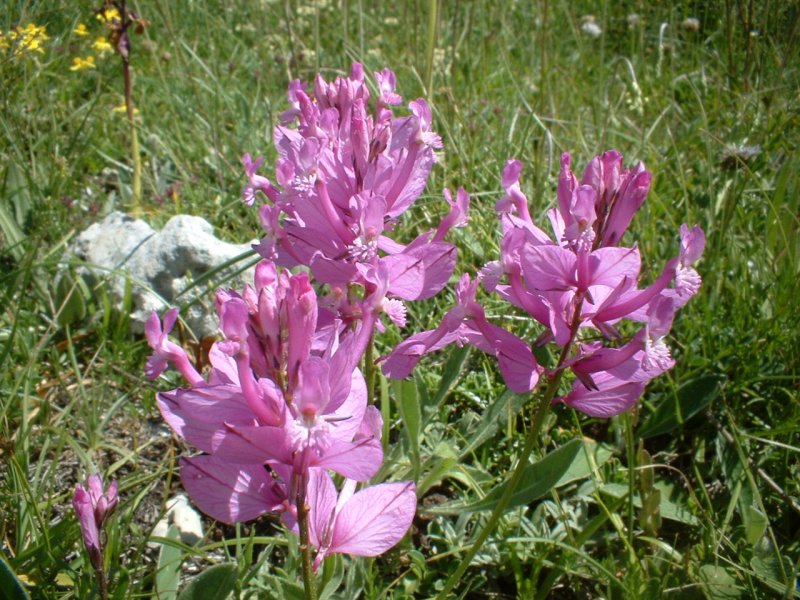 Asphodelus macrocarpus e Polygala vulgaris